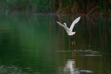 Great Egret flying over water with soft background of lake, reeds and sky on a warm summer sunset in the wetland In Thailand Egret live by wetland hunting feed on fish (apply selective focus and mood)