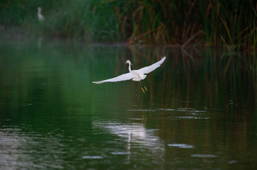 Great Egret flying over water with soft background of lake, reeds and sky on a warm summer sunset in the wetland In Thailand Egret live by wetland hunting feed on fish (apply selective focus and mood)