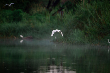 Great Egret flying over water with soft background of lake, reeds and sky on a warm summer sunset in the wetland In Thailand Egret live by wetland hunting feed on fish (apply selective focus and mood)