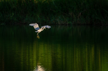 Great Egret flying over water with soft background of lake, reeds and sky on a warm summer sunset in the wetland In Thailand Egret live by wetland hunting feed on fish (apply selective focus and mood)