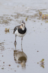 Lapwing