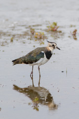 Lapwing