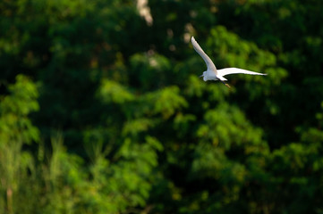 Great Egret flying over water with soft background of lake, reeds and sky on a warm summer sunset in the wetland In Thailand Egret live by wetland hunting feed on fish (apply selective focus and mood)