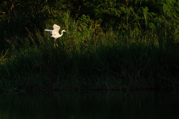 Great Egret flying over water with soft background of lake, reeds and sky on a warm summer sunset in the wetland In Thailand Egret live by wetland hunting feed on fish (apply selective focus and mood)