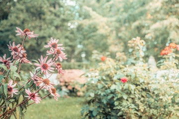 beautiful pink flowers in the city park, blur, bokeh