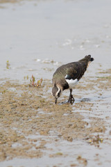 Lapwing