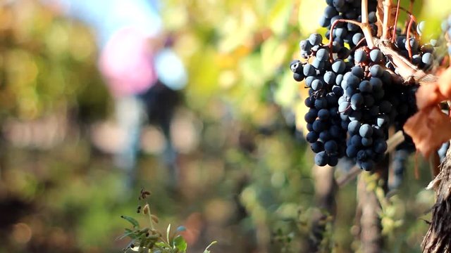 Man harvesting grapes, out of focus, shallow dof.