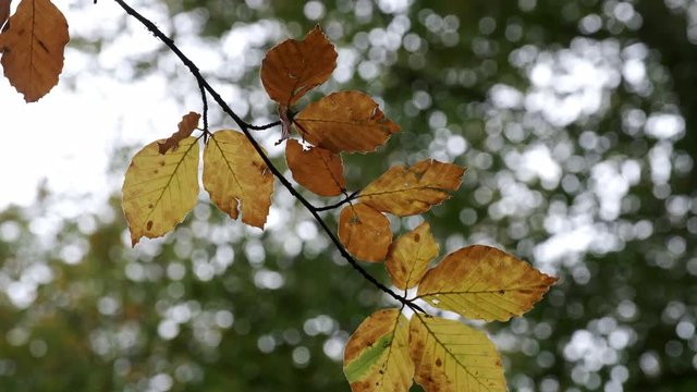 All the shades of Autumn show through as leaves change colour in woodland in Worcestershire, UK and blow in the seasonal wind.