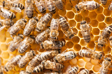 Honey bees working on honey comb