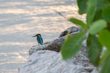 Common kingfisher (Alcedo atthis) known as the Eurasian kingfisher river kingfisher is a smallest kingfisher of 13 specie the bird live by river, pond, sea shore  it feed on fish with selective focus