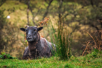 Scottish Highland Cow