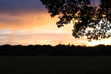 Fototapeta na wymiar Red kite in the morning sky