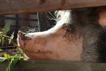 Schwein frisst Blätter