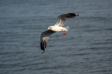 A beautiful seagull, seabird of family Laridae in sub-order Lari flying over sea and trying to...