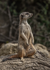 Lonely gopher sitting on a log