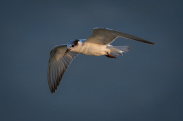 A beautiful seagull, seabird of family Laridae in sub-order Lari flying over sea and trying to catch fish, laridae is an migrated alien species from Russia to Thailand during winter, the laridae 
