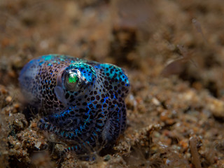 Bobtail Squid im Meer bei Anilao auf den Philippinen