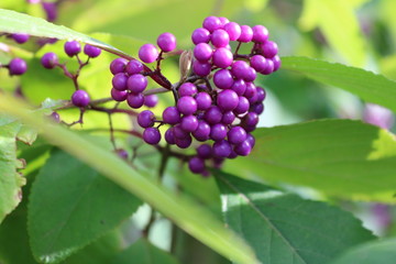 Liebesperlen Strauch im Garten