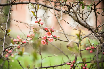 Blüten einer Zierquitte vor unscharfem Hintergrund