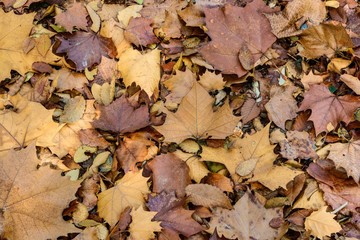 Dried-leaf background