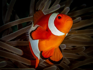 Anemonenfisch Nemo im Meer bei Anilao auf den Philippinen