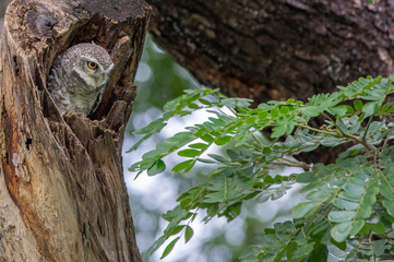 Spotted Owlet (Athene Brama) in tree hollow, Owl is very small living in a tree hollow with family is peaking through the wrecked branch. The Spotted Owlet has bright yellow eye