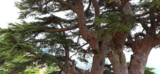 Lebanon Cedars on a misty day