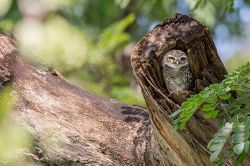 Fototapeta na wymiar Spotted Owlet (Athene Brama) in tree hollow, Owl is very small living in a tree hollow with family is peaking through the wrecked branch. The Spotted Owlet has bright yellow eye