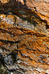 Red bark tree texture background.