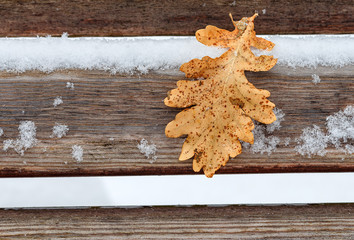 foliage tree yellow,show,on wood,in surroundings snowflake, on bench.