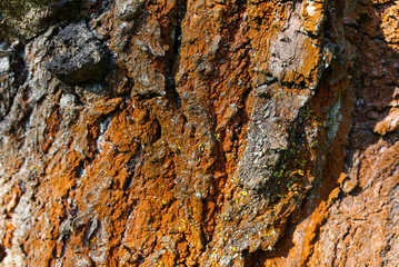 Red bark tree texture background.