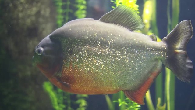 Piranha in acquarium