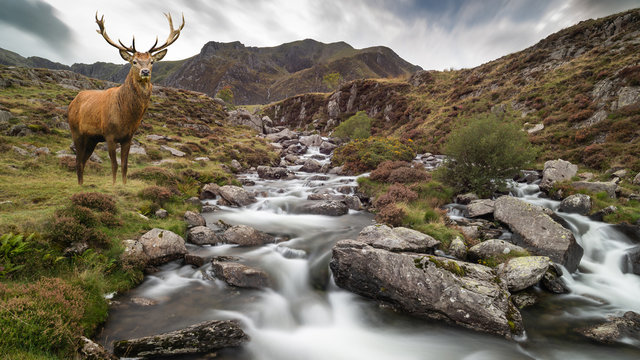Dramatic landscape image of red deer stag by river flowing down mountainous landscape in Autumn