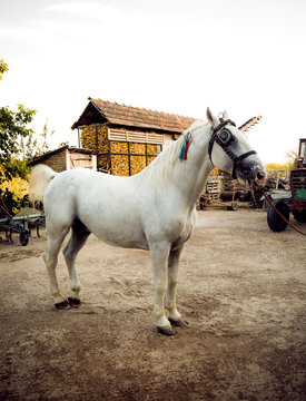 White horse in the country