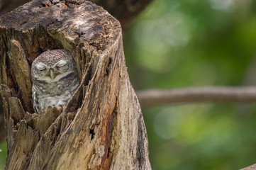 Spotted Owlet (Athene Brama) in tree hollow, Owl is very small living in a tree hollow with family is peaking through the wrecked branch. The Spotted Owlet has bright yellow eye