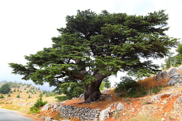 Lebanon Cedars on a misty day