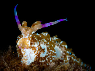 Nacktschnecke im Meer bei Anilao auf den Philippinen