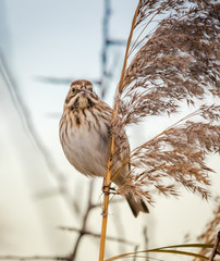 Reed Bunting