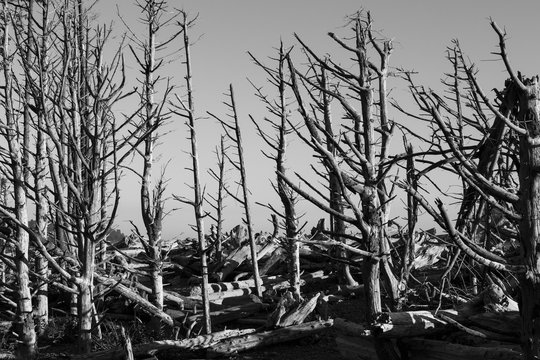 Dead tree forest