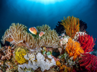 Anemonenfische und bunte Federsterne am Korallenriff im Meer bei Anilao auf den Philippinen