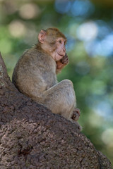Barbary Macaque (Macaca Sylvanus)/Juvenile Barbary Macaque on the trunk of a large tree