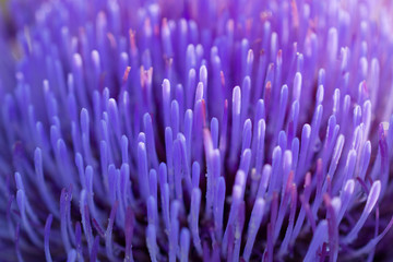 Blurred abstract background. Close-up petals of purple artichoke flower