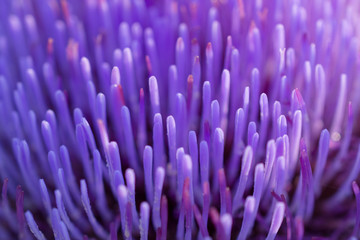 Blurred abstract background. Close-up petals of purple artichoke flower
