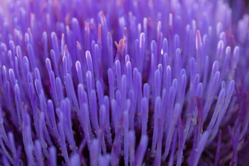 Abstract of blue petals of artichoke flower. Blurred soft focus