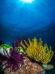 Bunte farbige Federsterne am Korallenriff im Meer bei Anilao auf den Philippinen