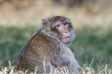 Barbary Macaque (Macaca Sylvanus)/Barbary Macaque in long grass turning to look at the viewer