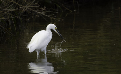Little Egret