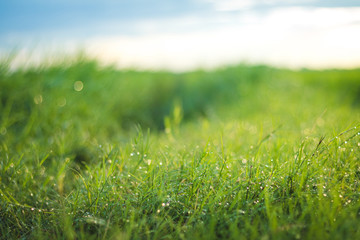Beautiful nature background. Fresh grass scene and dew in morning time.