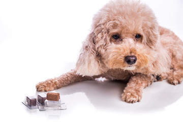 Poodle pet dog with beef chewables for heartworm protection treatment