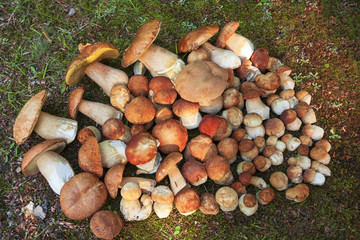 A group of raw mushrooms on the grass. Top view